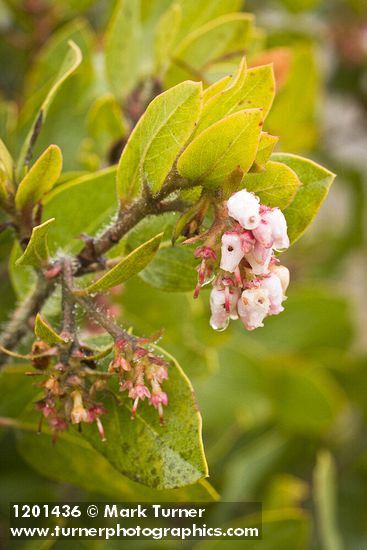 Baker's Manzanita blossoms & foliage