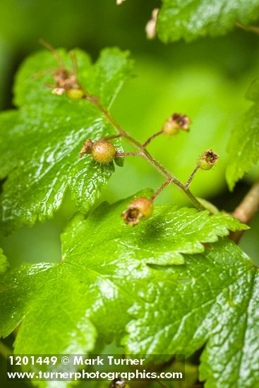 Trailing Black Currant immature fruit against foliage