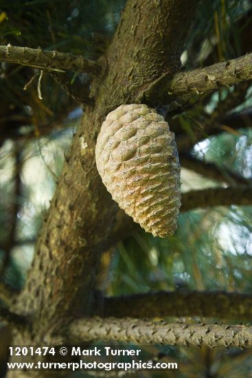 Monterey Pine cone