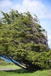 Monterey Cypress