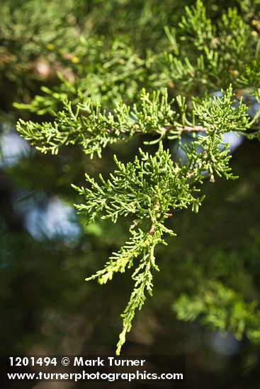 Monterey Cypress foliage
