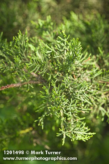 Monterey Cypress foliage