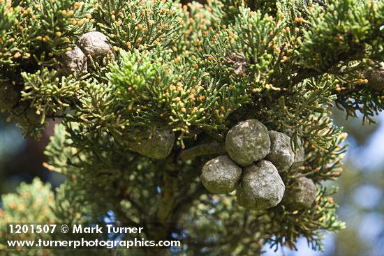 Monterey Cypress foliage & cones