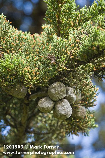 Monterey Cypress foliage & cones