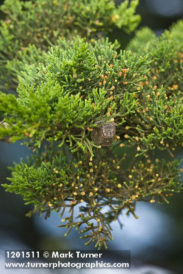 Monterey Cypress foliage & cone