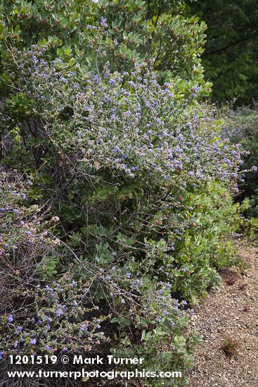 Wavyleaf Ceanothus