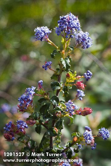 Wavyleaf Ceanothus blossoms & foliage