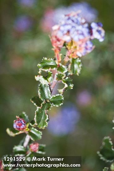 Wavyleaf Ceanothus foliage detail