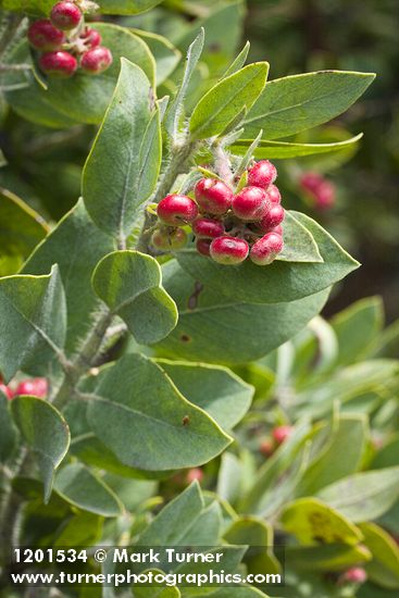 Hairy Manzanita fruit & foliage detail