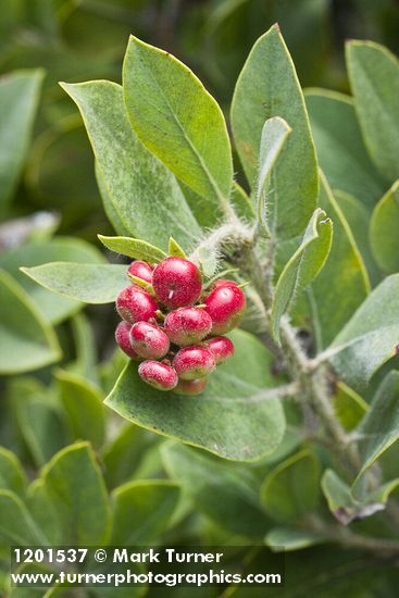 Hairy Manzanita fruit & foliage detail