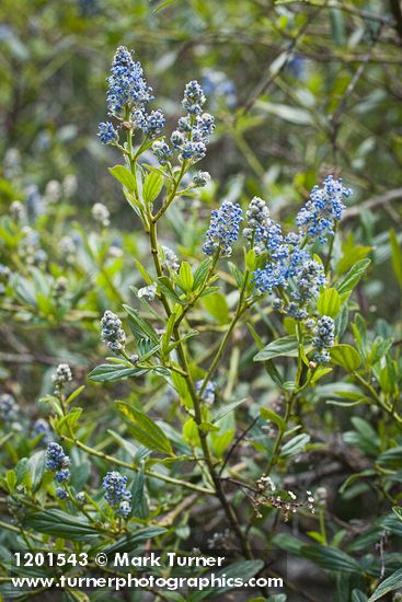 Jimbrush blossoms & foliage