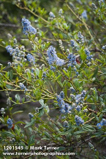 Jimbrush blossoms & foliage