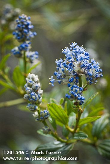 Jimbrush blossoms & foliage detail