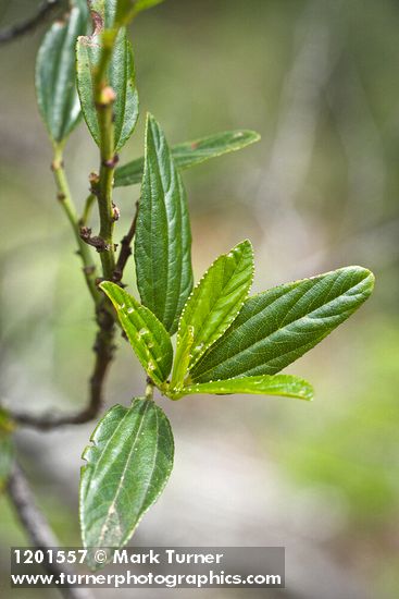 Jimbrush foliage detail
