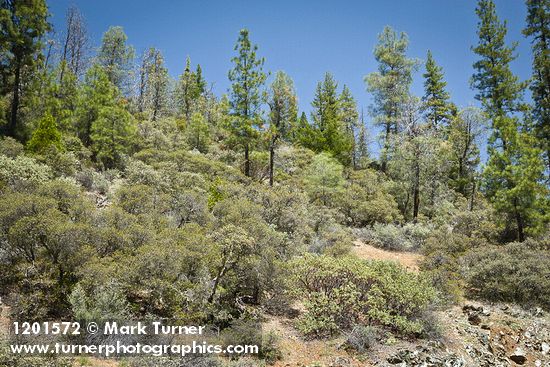 Leather Oaks, serpentine habitat view w/ Jeffrey Pine, Grey Pine, Manzanita