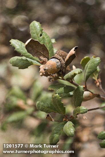 Leather Oak acorn & foliage detail