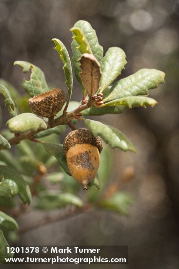 Leather Oak acorn & foliage detail