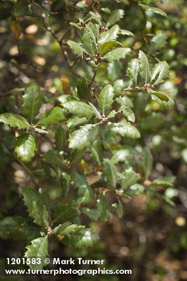 Leather Oak foliage