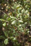 Leather Oak foliage