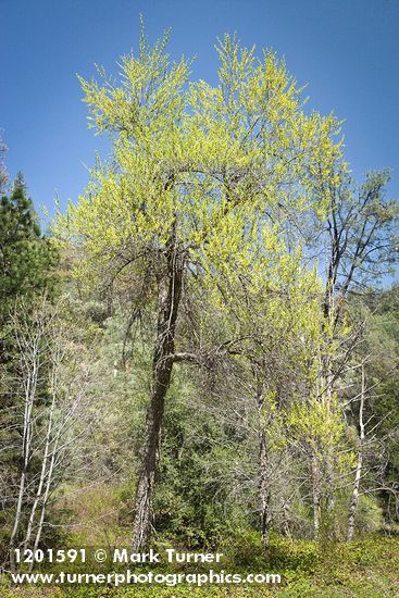 Goodding's Willow (male)