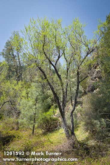 Goodding's Willow (female)