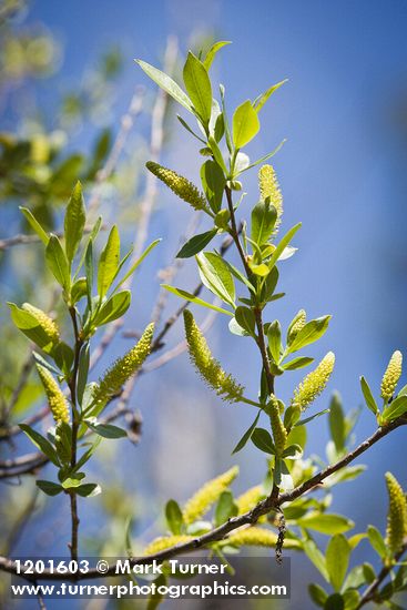 Goodding's Willow male catkins & foliage