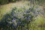 Chaparral Whitethorn Ceanothus