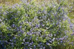 Chaparral Whitethorn Ceanothus