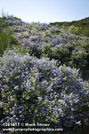 Chaparral Whitethorn Ceanothus