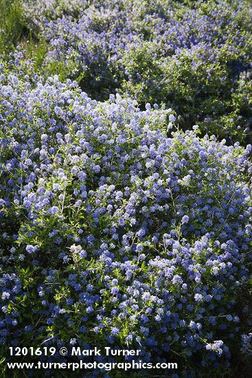 Chaparral Whitethorn Ceanothus