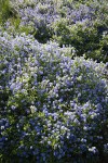 Chaparral Whitethorn Ceanothus