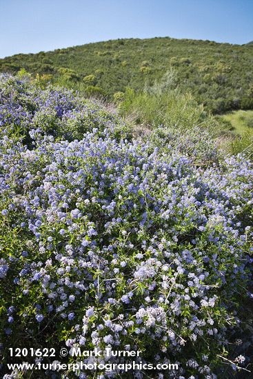 Chaparral Whitethorn Ceanothus