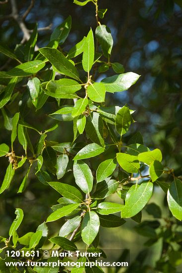 Interior Live Oak foliage