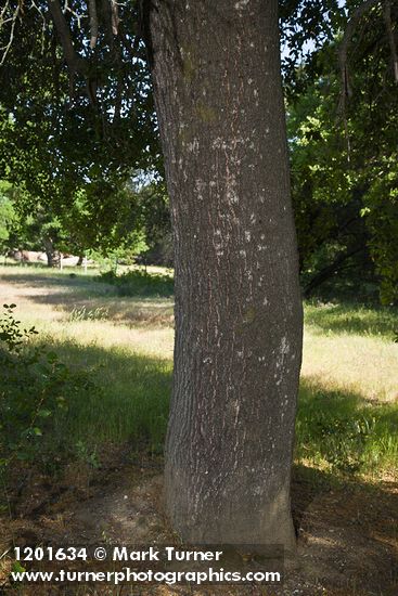 Interior Live Oak trunk