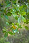 Interior Live Oak foliage