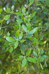 Interior Live Oak foliage