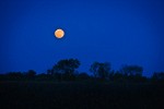 Full Moon rising over Tasmanian Bluegums