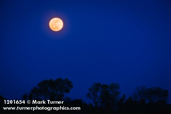Full Moon rising over Tasmanian Bluegums