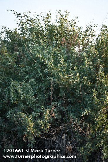 Big Saltbush