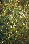 Big Saltbush foliage