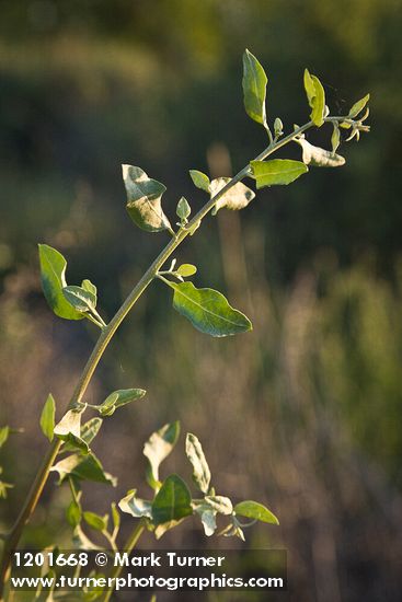 Big Saltbush foliage