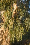 Tasmanian Bluegum foliage & blossoms
