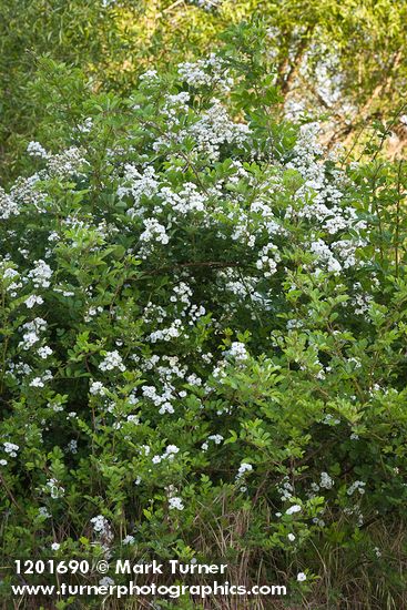 Multiflora Rose