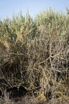 Fourwing Saltbush