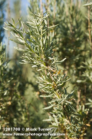 Fourwing Saltbush foliage