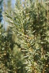 Fourwing Saltbush foliage