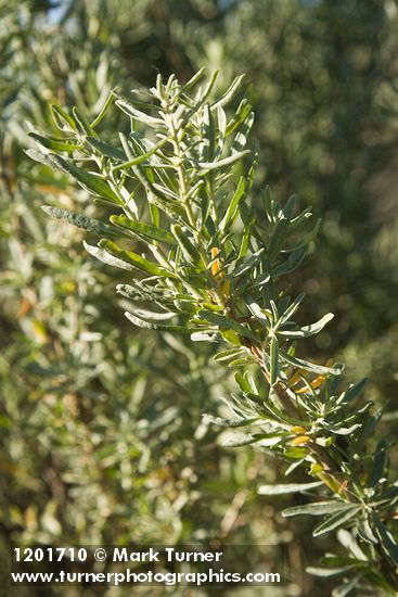 Fourwing Saltbush foliage
