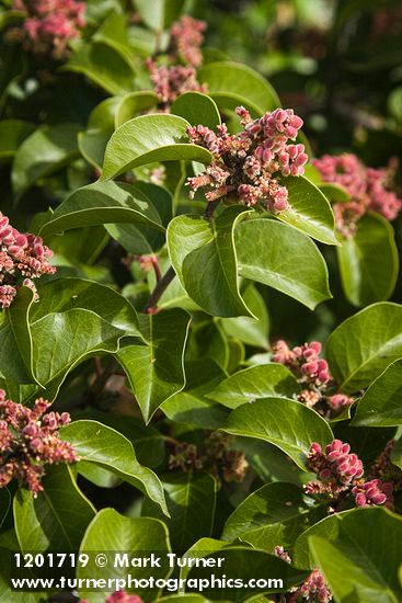 Sugar Sumac immature fruit & foliage