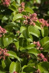 Sugar Sumac immature fruit & foliage