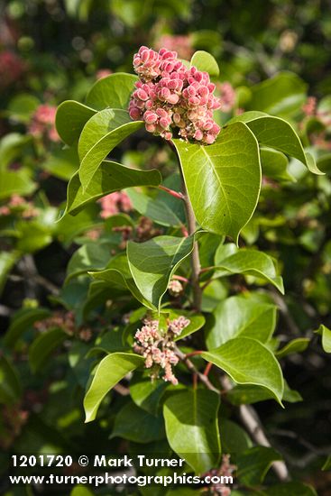 Sugar Sumac immature fruit & foliage